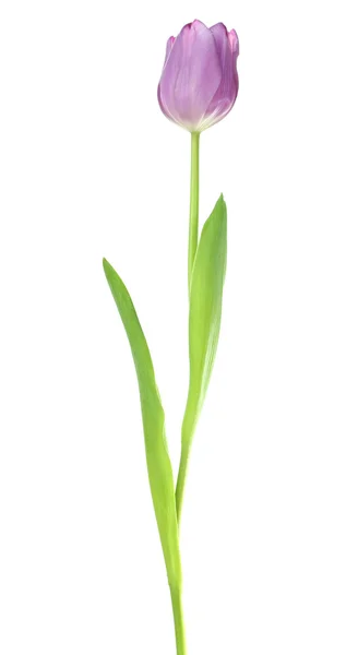 Beautiful tulip isolated on white — Stock Photo, Image