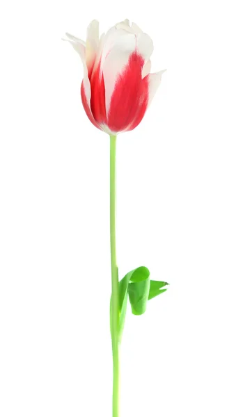 Beautiful tulip isolated on white — Stock Photo, Image