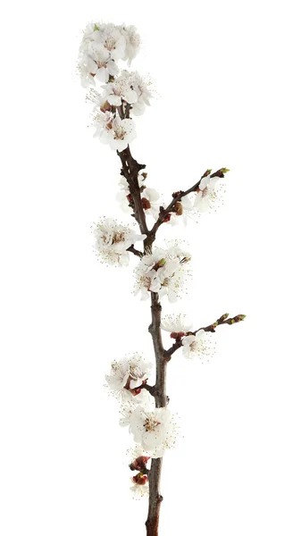 Blommande knopp isolerad på vit — Stockfoto