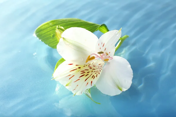 Floating flower close up — Stock Photo, Image