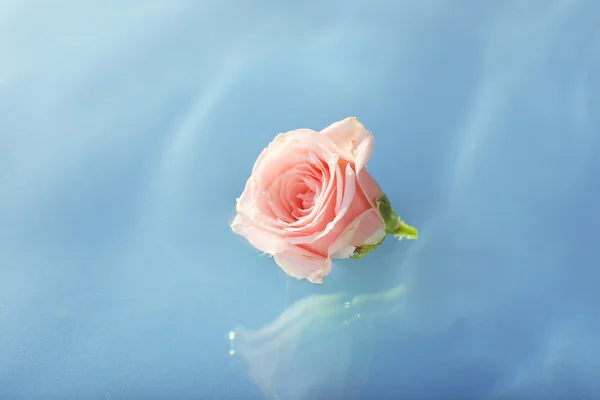 Rosa flotante de cerca —  Fotos de Stock