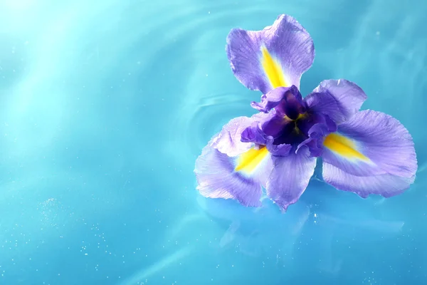 Flor flotante de cerca — Foto de Stock