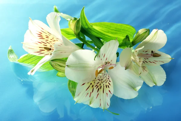 Schwimmende Blume aus nächster Nähe — Stockfoto