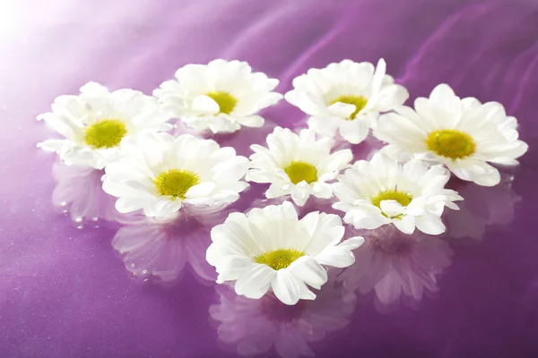 Drijvende chrysant bloem close-up — Stockfoto