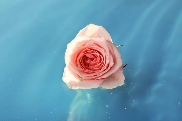 Rosa flotante de cerca —  Fotos de Stock