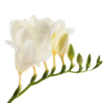 güzel Frezya çiçek, üzerinde beyaz izole