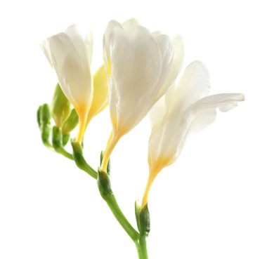 güzel Frezya çiçek, üzerinde beyaz izole