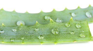 taze yeşil aloe yaprakları damla, üzerinde beyaz izole