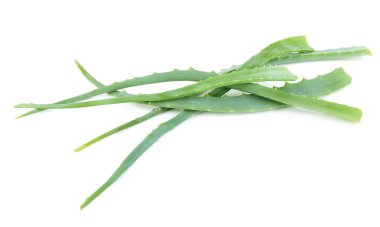 taze yeşil aloe yaprakları, üzerinde beyaz izole