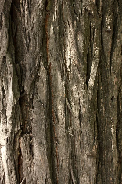 Brun bark bakgrund — Stockfoto