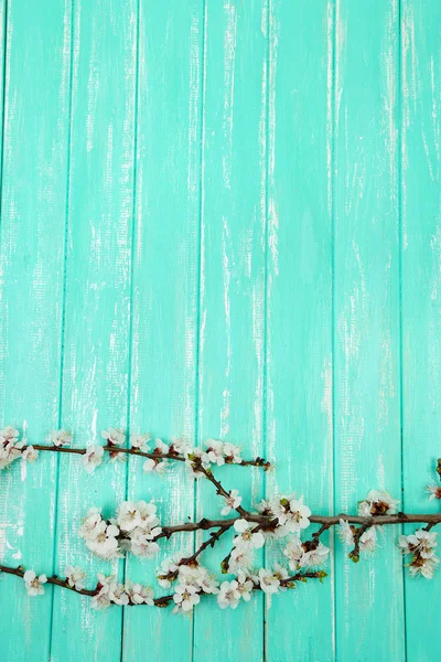 木製の背景の色に咲く芽 — ストック写真