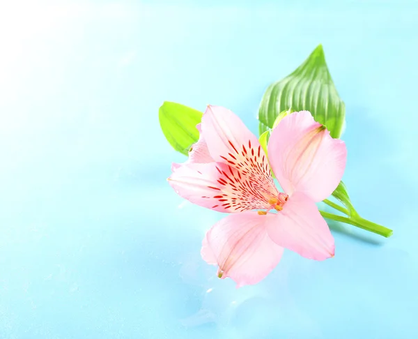 Floating flower close up — Stock Photo, Image