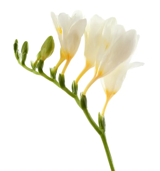 Красиві квіти фрезії, ізольовані на білому — стокове фото