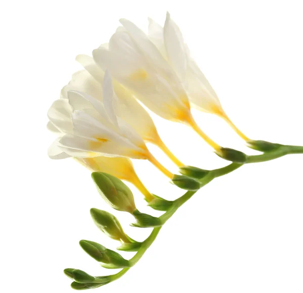 Lindas flores freesia, isoladas em branco — Fotografia de Stock