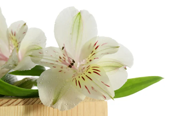 Belles fleurs d'Alstroemeria, isolées sur blanc — Photo