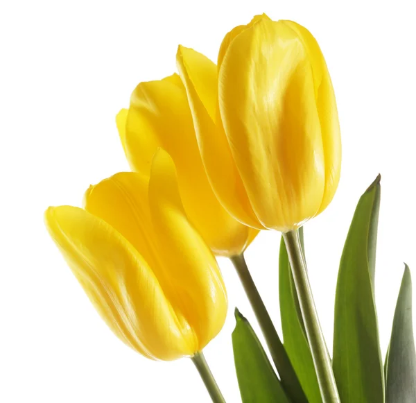 Linda flor tulipas, isolado em branco — Fotografia de Stock