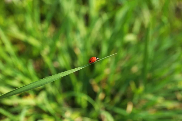 Prachtige lente gras buitenshuis — Stockfoto