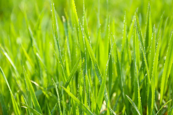 Vacker vår gräs utomhus — Stockfoto