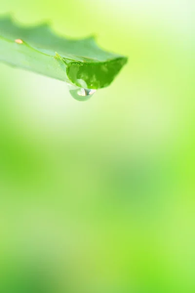 Fresh green aloe leaf with drop of juice, on light background — Stock Photo, Image