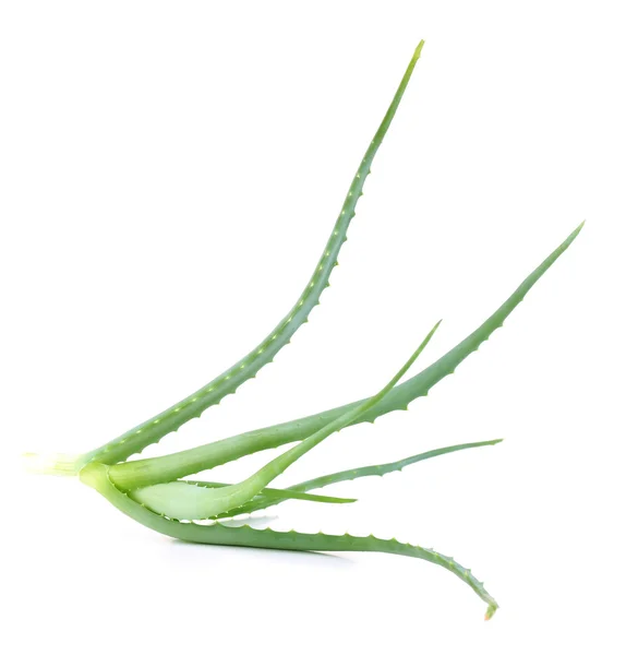 Fresh green aloe, isolated on white — Stock Photo, Image