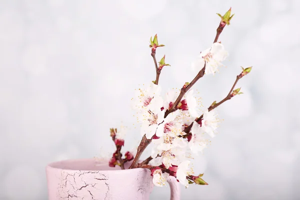 Vackra aprikos blomma i cup på ljus bakgrund — Stockfoto