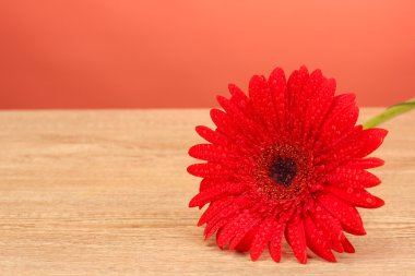 üzerinde kırmızı zemin yakın çekim güzel gerbera