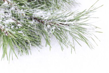 kar üzerinde çam dalları yakın donmuş