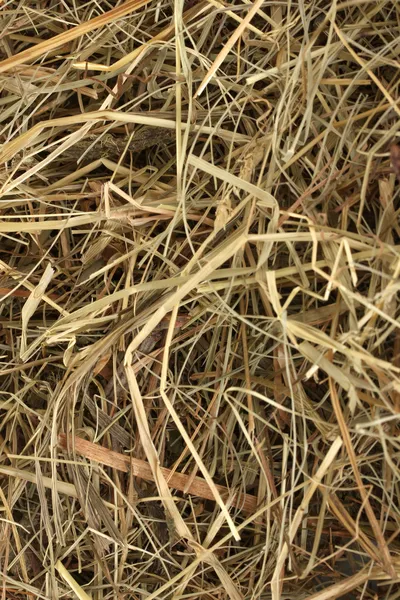 Golden hay texture background close-up — Stock Photo, Image