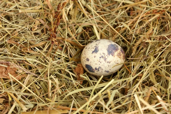Перепелиное яйцо в гнезде сена крупным планом — стоковое фото
