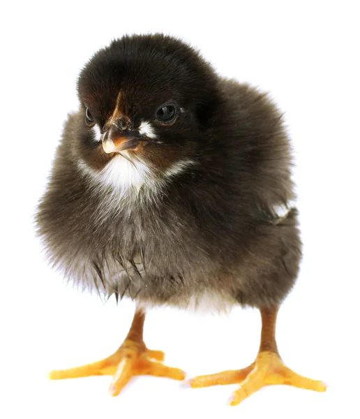 Bellissimo piccolo pollo nero isolato sul bianco — Foto Stock