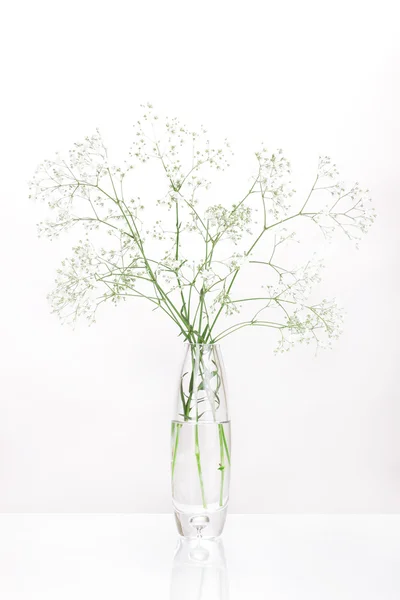 Белые цветы в вазе изолированы на белом — стоковое фото