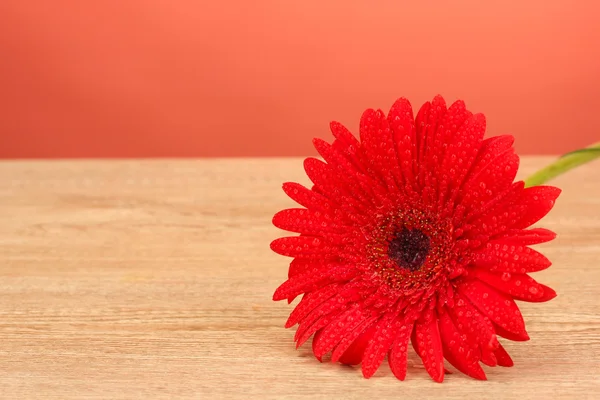 Mooie gerbera op rode achtergrond close-up — Stockfoto