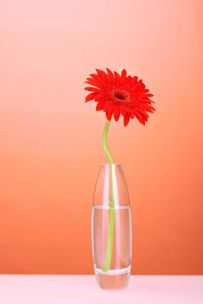 Beautiful red gerbera in vase on red background close-up — Stock Photo, Image