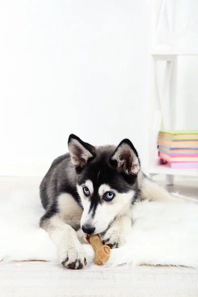 Beautiful cute husky puppy in room — Stock Photo, Image