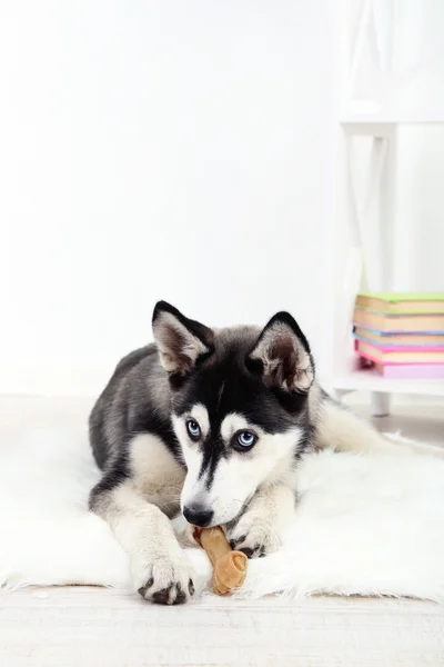 Mooie schattige husky puppy in kamer — Stockfoto