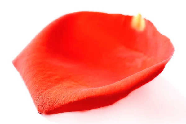 Beautiful red rose petal, isolated on white — Stock Photo, Image