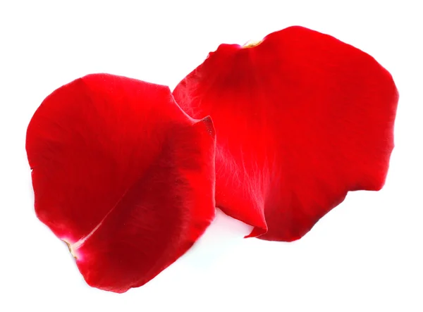 Schöne rote Rosenblätter, isoliert auf weiß — Stockfoto