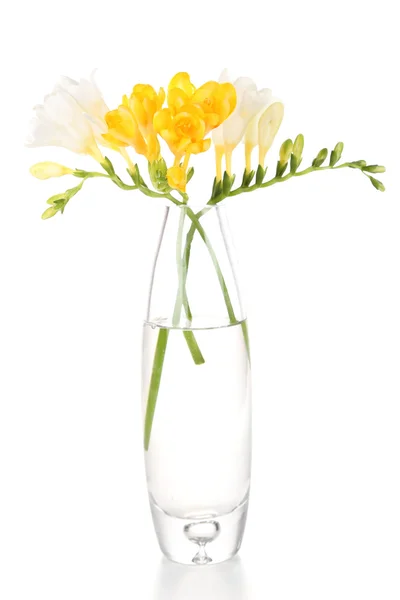 Hermosas flores de freesia, aisladas en blanco — Foto de Stock