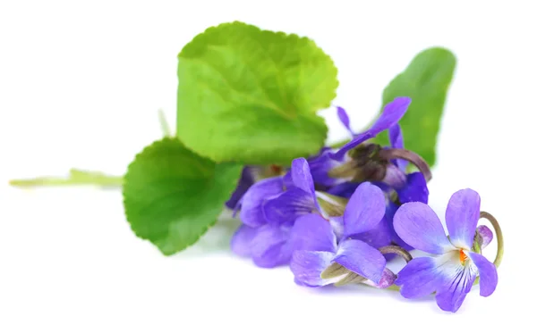 Violets flowers, isolated on white — Stock Photo, Image