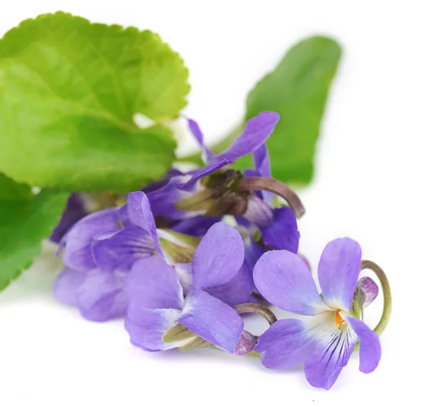 Fiori viola, isolati su bianco — Foto Stock