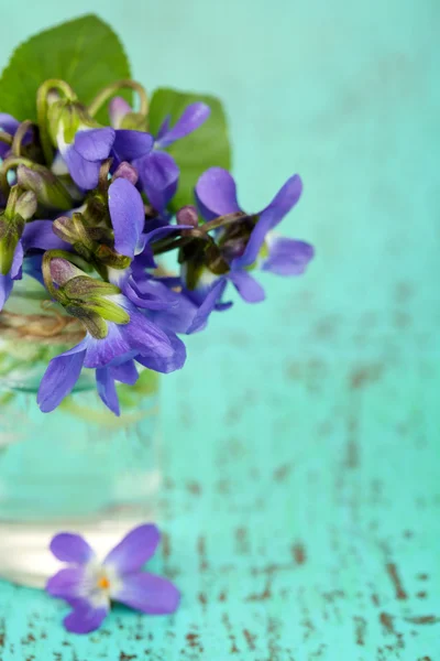 Violets flowers on blue background — Stock Photo, Image