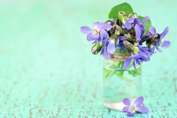 Violets flowers on blue background — Stock Photo, Image