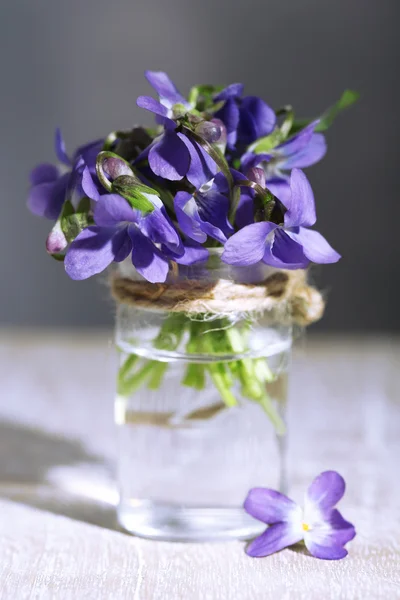 Violets flowers on grey background — Stock Photo, Image
