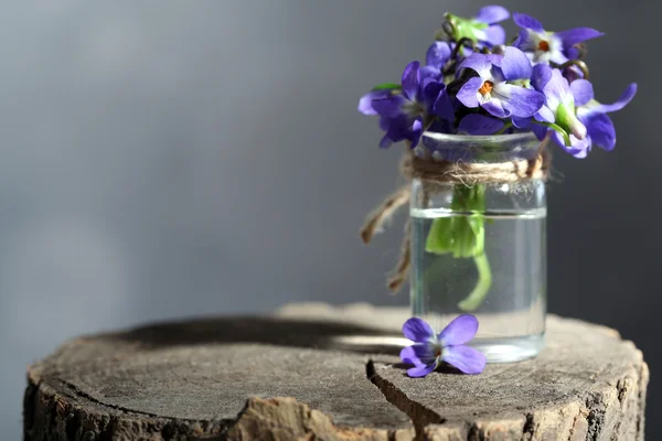 Flores violetas en tocón, de cerca —  Fotos de Stock