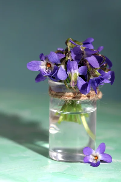Viooltjes bloemen op blauwe achtergrond — Stockfoto