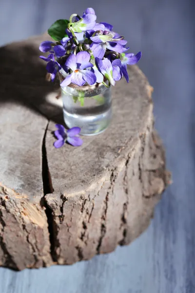 Fleurs violettes sur souche, gros plan — Photo