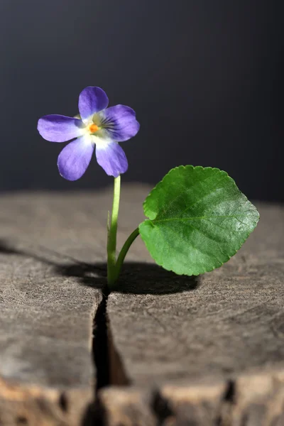 Μοβ λουλούδι στο κούτσουρο, κοντινό πλάνο — Φωτογραφία Αρχείου