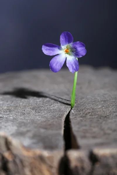 Μοβ λουλούδι στο κούτσουρο, κοντινό πλάνο — Φωτογραφία Αρχείου