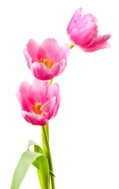 güzel Lale beyaz izole