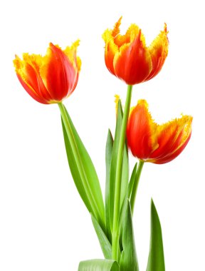 güzel Lale beyaz izole